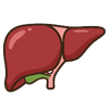 Liver