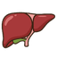 Liver