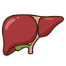 Liver